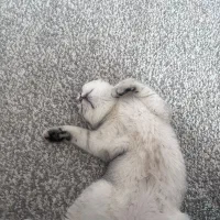 گربه نژاد دار