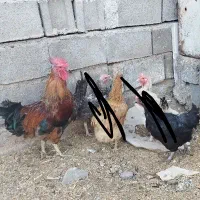 خروس فروشی جهت خون و نگهداری