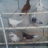 کبوتر گرفتنی