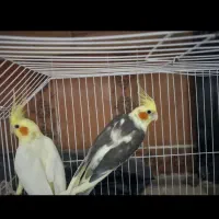 طوطی عروس هلندی