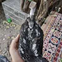 جوجه گلین و امروک