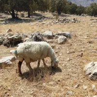یه راس قوچ با دو راس میش