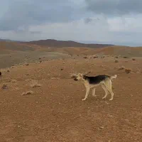 سگ گله ای باهوش
