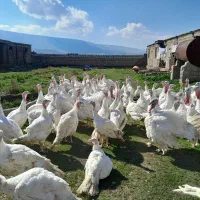بوقلمون به نرخ مرغ