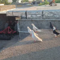 کبوتر