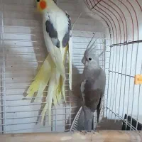 جفت عروس هلندی دوکت با جوجه