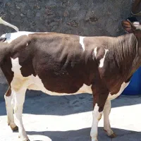 گاو