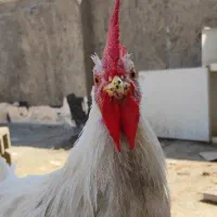 خروس 6ماهه