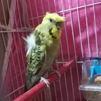 تعدادی مرغ عشق پروانه ای ورینبو