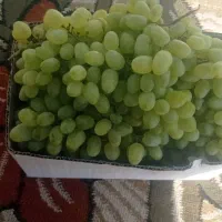انگور درجه یک