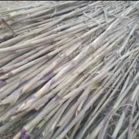 نی برای قلیان و برای گلخانه‌ها وغیره