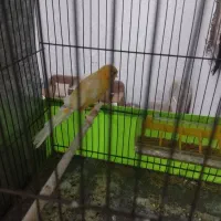 قناری ماده|حیوانات|قم, محمد آباد|دیوار