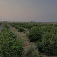 باغ مرکبات 70 هکتاری