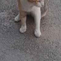 گربه