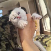 گربه ها ی نژاد دار