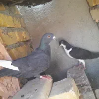 سه تا نر فروشی