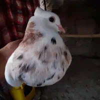 طوقی،سینه ای و...