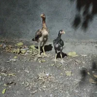 یک جفت لاری نسل دار