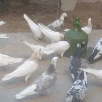 کبوتر