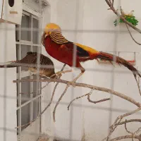 جوجه بلژیکی