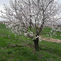 هیزم درخت