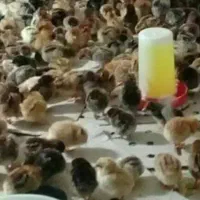 جوجه هفت روزه