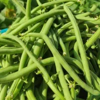 لوبیا سبز تازه