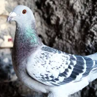 کبوتر شامی موریس.ماده .پلاکی شهری