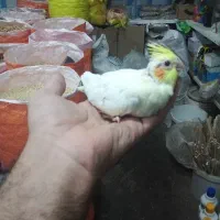 جوجه عروس هلندی