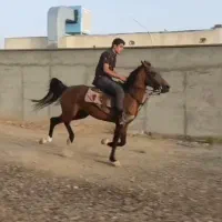 فروش اسب نژاد کرد وبسیار سرو دم دار