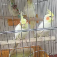 عروس هلندی