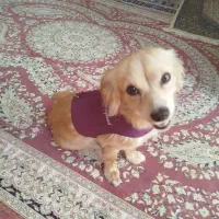 سگ اشپیستس 9ماه واکسن خورده