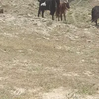 نربز