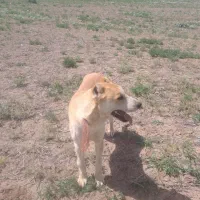 توله سگ گله