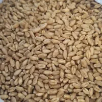 فروش گندم درجه یک
