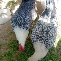 مرغ و خروس تزئینی