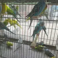 مرغ عشق و فنچ