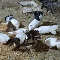 کفتر دم چتری