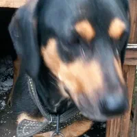 سگ داشهوند سوسیسی آلمانی نر