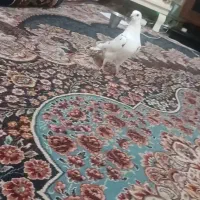 دوعدد کبوتر