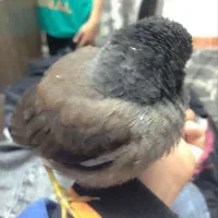 مینا
