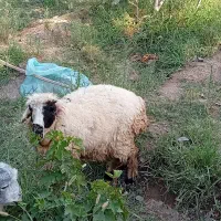 بره وگوسفندنرفروشی