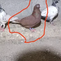 کفتر