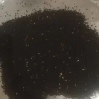 سیاه دانه امسال