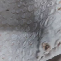 نان خشک سالم وتمیز نان کامل خشک شده