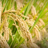 برنج|خوردنی و آشامیدنی|تهران, فلاح|دیوار
