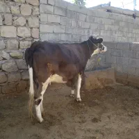 گاو و گوساله ماده