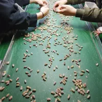 استخدام نیروی ساده خانم