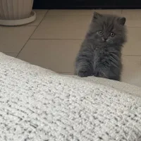 بریتیش لانگ هیر بلو