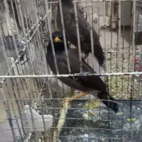 مینا عروس هلندی مرغ عشق